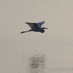 Ardea alba egretta