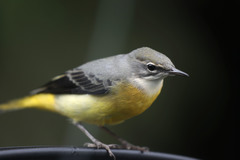Motacilla cinerea patriciae