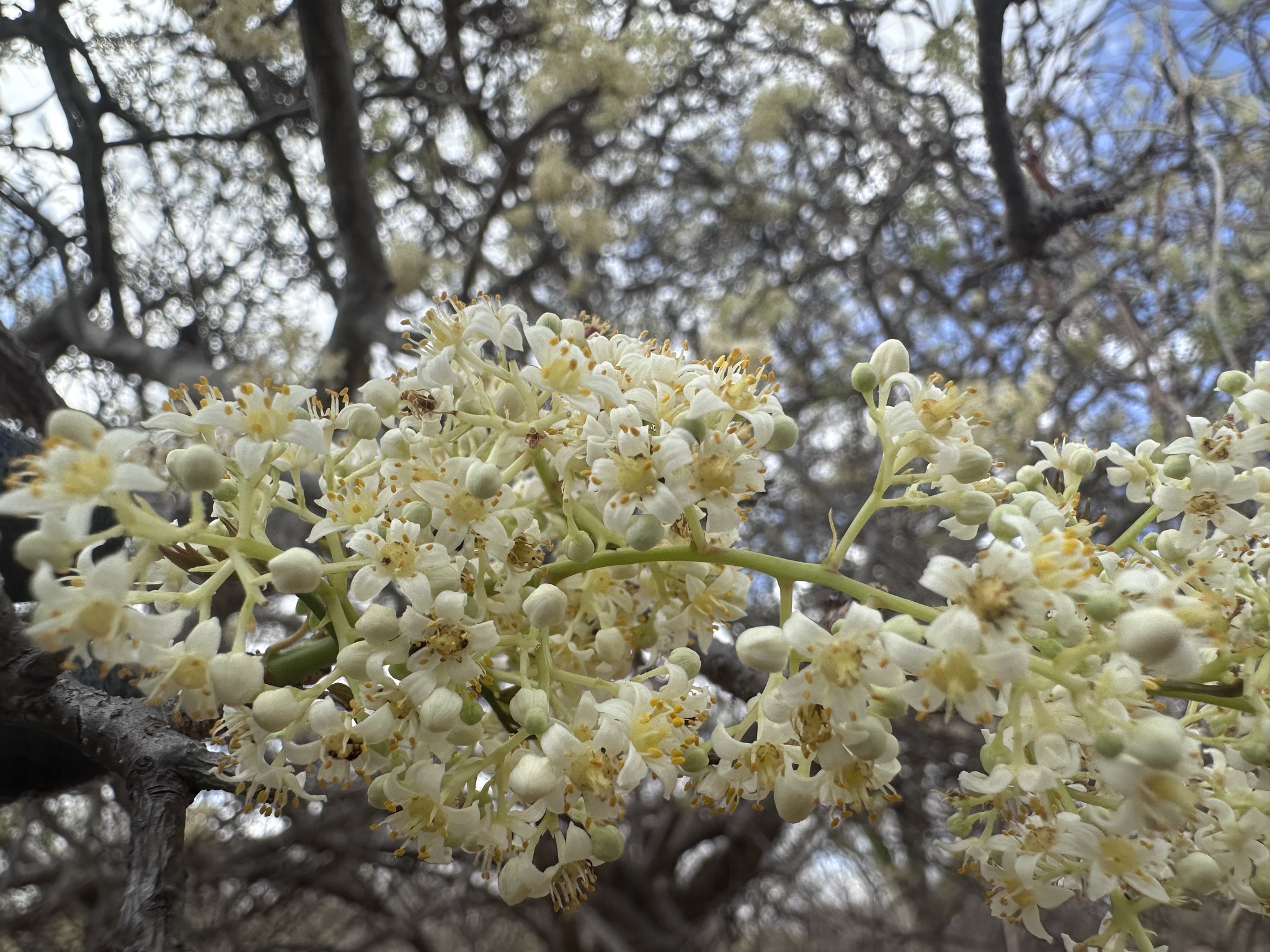 Spondias tuberosa