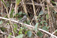 Sylvia atricapilla gularis