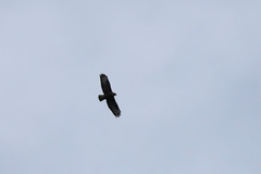 Buteo buteo rothschildi
