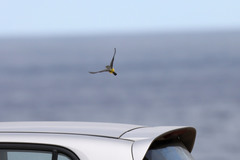 Motacilla cinerea patriciae