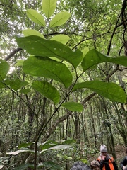 Dysoxylum spectabile