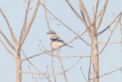 Lanius borealis borealis