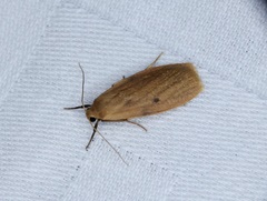 Paralithosia shaowuica