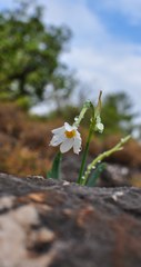 Narcissus tazetta