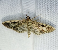 Rhimphaliodes macrostigma