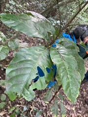 Dysoxylum spectabile