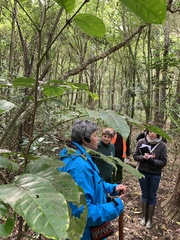 Dysoxylum spectabile