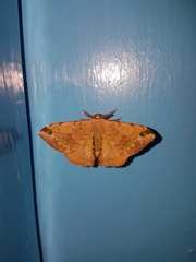 Apatelodidae