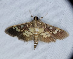 Uresiphita quinquigera