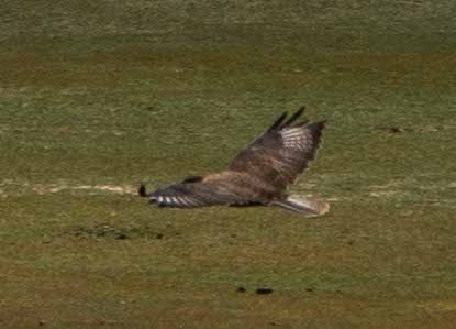 Upland Buzzard