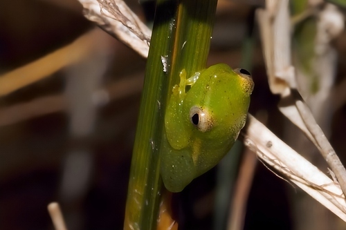 Sharp-headed Reed Frog