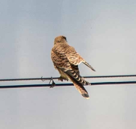 Eurasian Kestrel