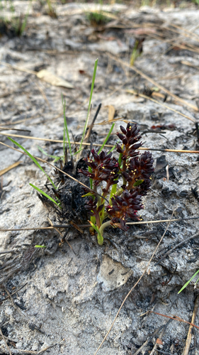 Haemodorum brevicaule