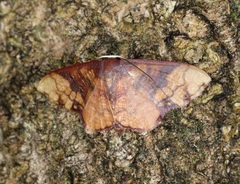 Metallaxis semipurpurascens