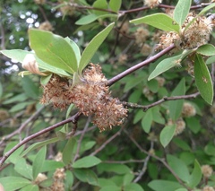 Olearia fragrantissima