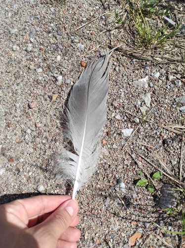 Plume de Grue cendrée