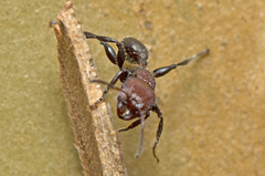 Podomyrma odae