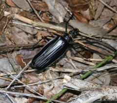 Derobrachus inaequalis