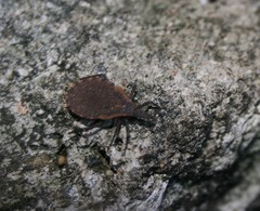 Triatoma