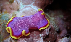 Pseudoceros ferrugineus