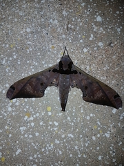 Adhemarius tigrina