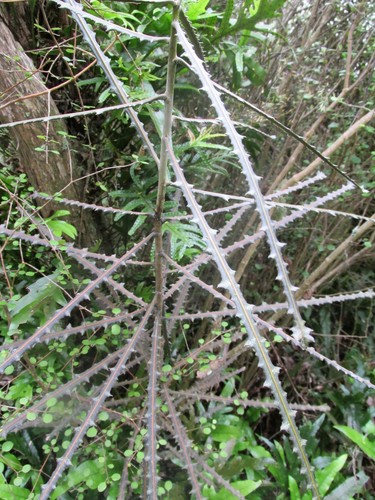 Pseudopanax ferox