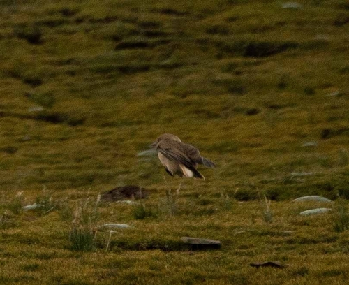 Ground Tit