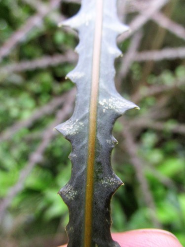 Pseudopanax ferox