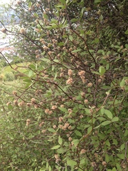 Olearia fragrantissima