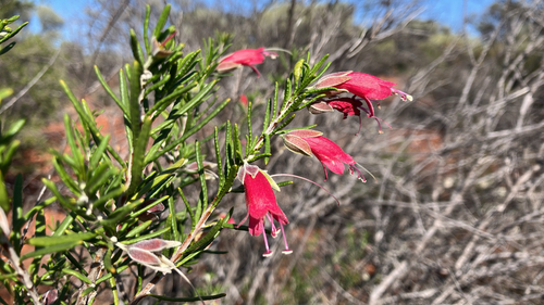 crimson turkey bush