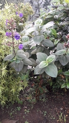 Pleroma heteromallum