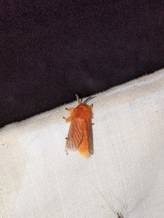 Thoscora