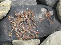 Disphyma australe australe