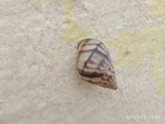 Orthalicus maracaibensis