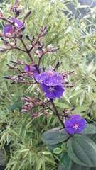 Pleroma heteromallum