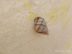 Orthalicus maracaibensis