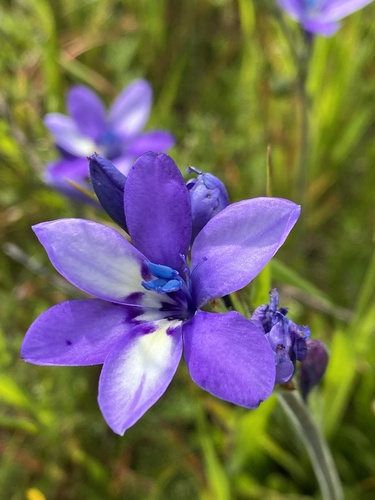 Strict Bobbejaantjie (Babiana nervosa)
