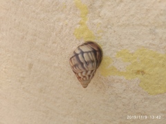 Orthalicus maracaibensis