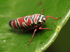 Agrosoma