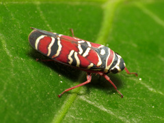 Agrosoma
