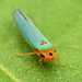 Cicadellinae - Photo (c) Katja Schulz,  זכויות יוצרים חלקיות (CC BY)