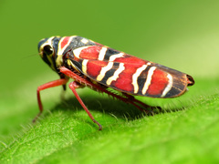 Agrosoma