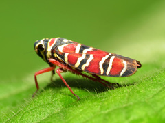 Agrosoma