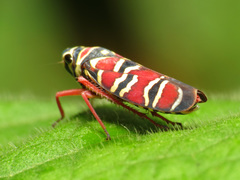 Agrosoma