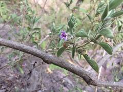 Dyschoriste hirsutissima