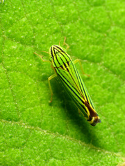 Sibovia