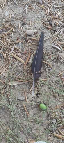 Plume de Crave à bec rouge