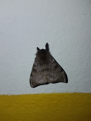 Hylesia bouvereti